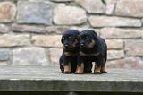 BEAUCERON - PUPPIES 368